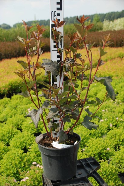 Пухироплідник калинолистий Діаболо - 5-7,5л/вис.50-60см/Ø30-40см/